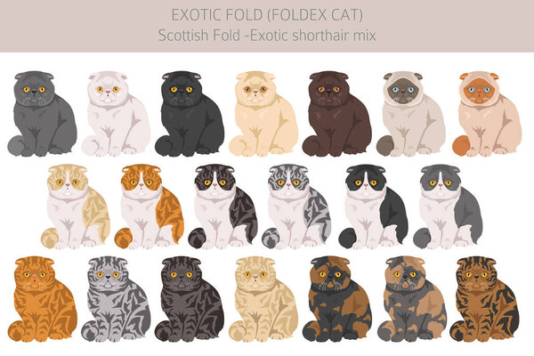 Foldex cat, Exotic Fold Cat clipart. All coat colors set.  All cat breeds characteristics infographic. Vector illustration