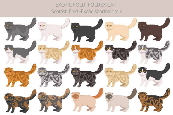 Foldex cat, Exotic Fold Cat clipart. All coat colors set.  All cat breeds characteristics infographic. Vector illustration