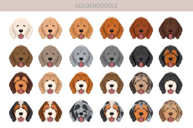 Altın karalama klipsi. Golden retriever kaniş karışımı. Farklı ceket renkleri. Vektör illüstrasyonu