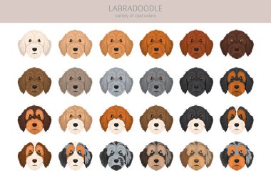 Labradoodle klipsi. Farklı pozlar, farklı renkler. Vektör illüstrasyonu