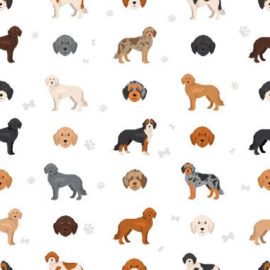 Labradoodle klipsi. Farklı pozlar, farklı renkler. Vektör illüstrasyonu