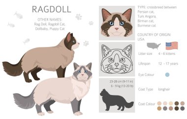 Ragdoll Cat klibi. Tüm ceket renkleri ayarlandı. Tüm kediler karakteristik bilgi kaynaklarına sahiptir. Vektör illüstrasyonu