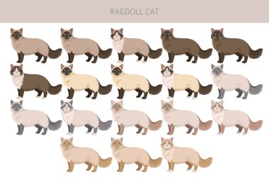 Ragdoll Cat klibi. Tüm ceket renkleri ayarlandı. Tüm kediler karakteristik bilgi kaynaklarına sahiptir. Vektör illüstrasyonu