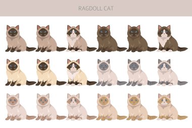 Ragdoll Cat klibi. Tüm ceket renkleri ayarlandı. Tüm kediler karakteristik bilgi kaynaklarına sahiptir. Vektör illüstrasyonu