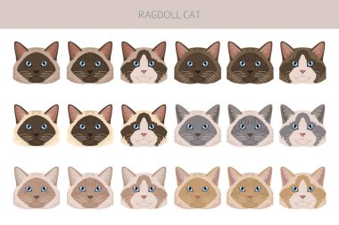 Ragdoll Cat klibi. Tüm ceket renkleri ayarlandı. Tüm kediler karakteristik bilgi kaynaklarına sahiptir. Vektör illüstrasyonu