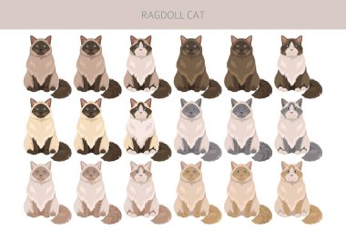 Ragdoll Cat klibi. Tüm ceket renkleri ayarlandı. Tüm kediler karakteristik bilgi kaynaklarına sahiptir. Vektör illüstrasyonu