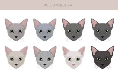 Rus Mavi Kedi klibi. Tüm ceket renkleri ayarlandı. Tüm kediler karakteristik bilgi kaynaklarına sahiptir. Vektör illüstrasyonu