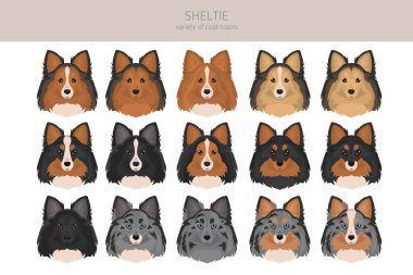 Sheltie, Shetland çoban köpeği klibi. Farklı pozlar, farklı renkler. Vektör illüstrasyonu