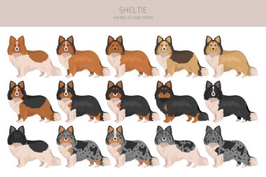 Sheltie, Shetland çoban köpeği klibi. Farklı pozlar, farklı renkler. Vektör illüstrasyonu