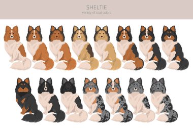 Sheltie, Shetland çoban köpeği klibi. Farklı pozlar, farklı renkler. Vektör illüstrasyonu