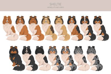 Sheltie, Shetland çoban köpeği klibi. Farklı pozlar, farklı renkler. Vektör illüstrasyonu