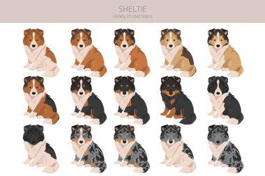 Sheltie, Shetland çoban köpeği klibi. Farklı pozlar, farklı renkler. Vektör illüstrasyonu