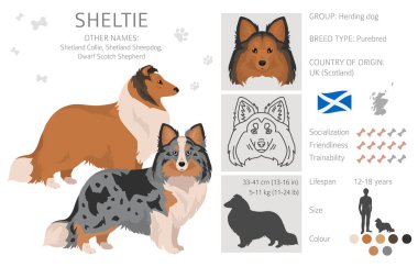 Sheltie, Shetland çoban köpeği klibi. Farklı pozlar, farklı renkler. Vektör illüstrasyonu
