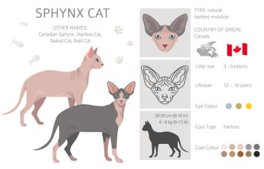 Kanadalı Sphynx Cat klibi. Tüm ceket renkleri ayarlandı. Tüm kediler karakteristik bilgi kaynaklarına sahiptir. Vektör illüstrasyonu