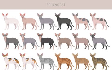 Kanadalı Sphynx Cat klibi. Tüm ceket renkleri ayarlandı. Tüm kediler karakteristik bilgi kaynaklarına sahiptir. Vektör illüstrasyonu