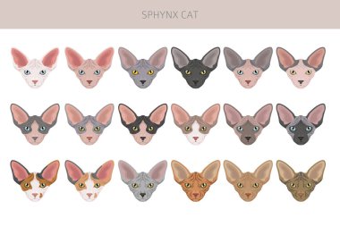Kanadalı Sphynx Cat klibi. Tüm ceket renkleri ayarlandı. Tüm kediler karakteristik bilgi kaynaklarına sahiptir. Vektör illüstrasyonu