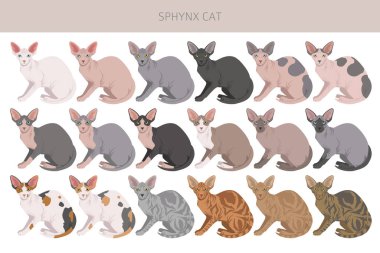 Kanadalı Sphynx Cat klibi. Tüm ceket renkleri ayarlandı. Tüm kediler karakteristik bilgi kaynaklarına sahiptir. Vektör illüstrasyonu