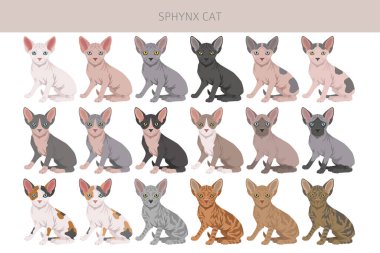 Kanadalı Sphynx Cat klibi. Tüm ceket renkleri ayarlandı. Tüm kediler karakteristik bilgi kaynaklarına sahiptir. Vektör illüstrasyonu