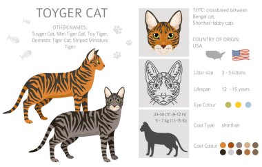 Toyger Cat klibi. Tüm ceket renkleri ayarlandı. Tüm kediler karakteristik bilgi kaynaklarına sahiptir. Vektör illüstrasyonu