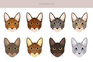 Toyger Cat klibi. Tüm ceket renkleri ayarlandı. Tüm kediler karakteristik bilgi kaynaklarına sahiptir. Vektör illüstrasyonu