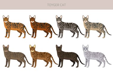 Toyger Cat klibi. Tüm ceket renkleri ayarlandı. Tüm kediler karakteristik bilgi kaynaklarına sahiptir. Vektör illüstrasyonu
