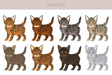 Toyger Cat klibi. Tüm ceket renkleri ayarlandı. Tüm kediler karakteristik bilgi kaynaklarına sahiptir. Vektör illüstrasyonu