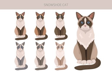 Kar Ayakkabısı Kedisi Klibi. Tüm ceket renkleri ayarlandı. Tüm kediler karakteristik bilgi kaynaklarına sahiptir. Vektör illüstrasyonu