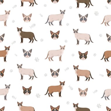 Kar Ayakkabısı Kedisi Klibi. Tüm ceket renkleri ayarlandı. Tüm kediler karakteristik bilgi kaynaklarına sahiptir. Vektör illüstrasyonu