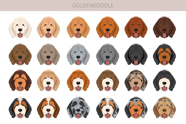 Altın karalama klipsi. Golden retriever kaniş karışımı. Farklı ceket renkleri. Vektör illüstrasyonu