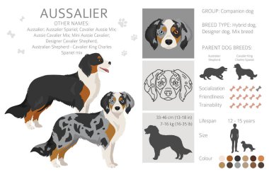 Aussalier clipart. Avustralya Çoban Şövalyesi Kral Charles Spaniel karışımı. Farklı ceket renkleri. Vektör illüstrasyonu