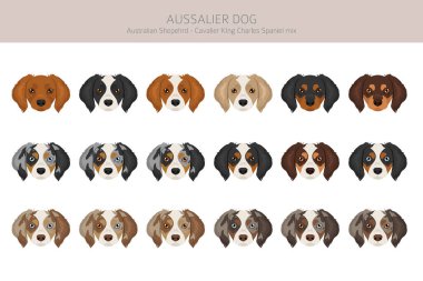 Aussalier clipart. Avustralya Çoban Şövalyesi Kral Charles Spaniel karışımı. Farklı ceket renkleri. Vektör illüstrasyonu