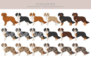 Aussalier clipart. Avustralya Çoban Şövalyesi Kral Charles Spaniel karışımı. Farklı ceket renkleri. Vektör illüstrasyonu