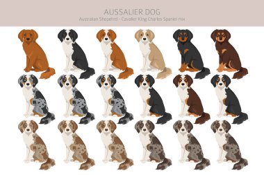 Aussalier clipart. Avustralya Çoban Şövalyesi Kral Charles Spaniel karışımı. Farklı ceket renkleri. Vektör illüstrasyonu
