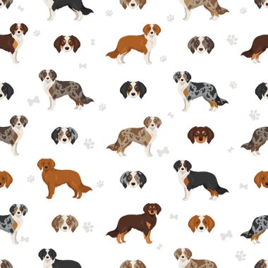 Aussalier clipart. Avustralya Çoban Şövalyesi Kral Charles Spaniel karışımı. Farklı ceket renkleri. Vektör illüstrasyonu