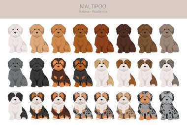 Maltipoo klipsi. Malta kanişi karışımı. Farklı ceket renkleri. Vektör illüstrasyonu