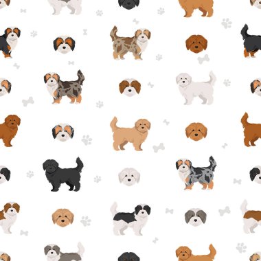 Maltipoo klipsi. Malta kanişi karışımı. Farklı ceket renkleri. Vektör illüstrasyonu