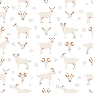 Saanen keçisi. Keçi, bilgi tasarımı üretir. Hayvan yetiştiriciliği grafikleri. Vektör illüstrasyonu