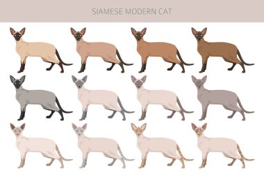 Siyam kedisi (Tayca). Modern tip. Tüm ceket renkleri ayarlandı. Tüm kediler karakteristik bilgi kaynaklarına sahiptir. Vektör illüstrasyonu