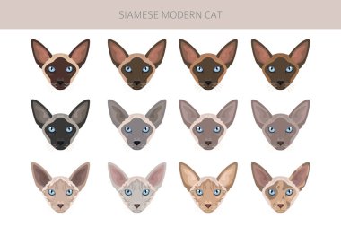 Siyam kedisi (Tayca). Modern tip. Tüm ceket renkleri ayarlandı. Tüm kediler karakteristik bilgi kaynaklarına sahiptir. Vektör illüstrasyonu