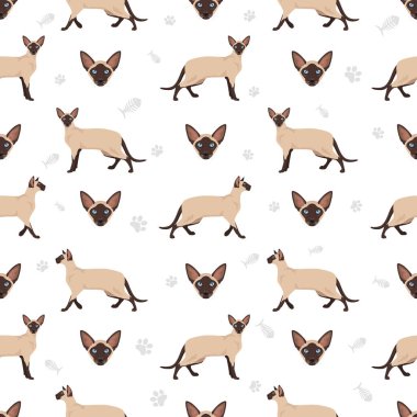 Siyam kedisi (Tayca). Modern tip. Tüm ceket renkleri ayarlandı. Tüm kediler karakteristik bilgi kaynaklarına sahiptir. Vektör illüstrasyonu