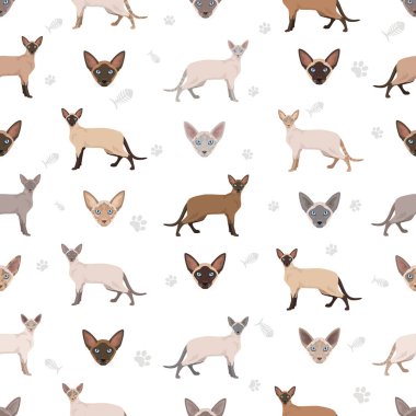 Siyam kedisi (Tayca). Modern tip. Tüm ceket renkleri ayarlandı. Tüm kediler karakteristik bilgi kaynaklarına sahiptir. Vektör illüstrasyonu