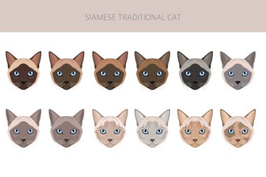 Siyam kedisi (Tayca). Geleneksel (klasik) tip. Tüm ceket renkleri ayarlandı. Tüm kediler karakteristik bilgi kaynaklarına sahiptir. Vektör illüstrasyonu