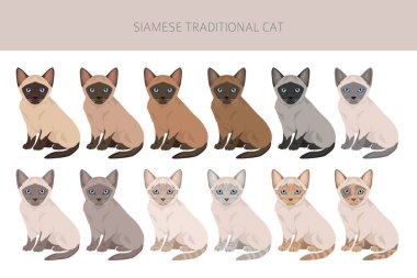Siyam kedisi (Tayca). Geleneksel (klasik) tip. Tüm ceket renkleri ayarlandı. Tüm kediler karakteristik bilgi kaynaklarına sahiptir. Vektör illüstrasyonu