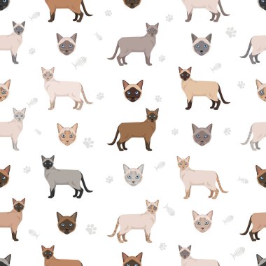 Siyam kedisi (Tayca). Geleneksel (klasik) tip. Tüm ceket renkleri ayarlandı. Tüm kediler karakteristik bilgi kaynaklarına sahiptir. Vektör illüstrasyonu