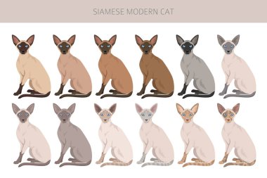 Siyam kedisi (Tayca). Modern tip. Tüm ceket renkleri ayarlandı. Tüm kediler karakteristik bilgi kaynaklarına sahiptir. Vektör illüstrasyonu