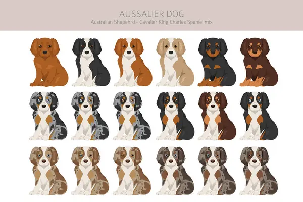 Aussalier clipart. Avustralya Çoban Şövalyesi Kral Charles Spaniel karışımı. Farklı ceket renkleri. Vektör illüstrasyonu