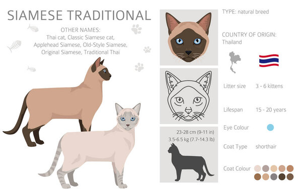 Siamese (Thai) Cat clipart. Traditional (classic) type. All coat colors set.  All cat breeds characteristics infographic. Vector illustration