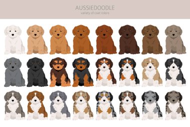 Aussiedoodle klibi. Avustralya çoban köpeği karışımı. Farklı ceket renkleri. Vektör illüstrasyonu