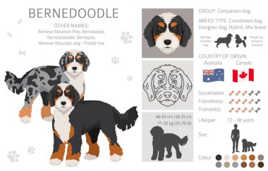 Bernedoodle köpek karışık klipsi. Tüm ceket renkleri ayarlandı. Bernese Moountain köpek kanişi karışımı. Vektör illüstrasyonu