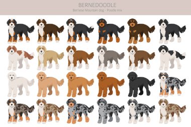 Bernedoodle köpek karışık klipsi. Tüm ceket renkleri ayarlandı. Bernese Moountain köpek kanişi karışımı. Vektör illüstrasyonu